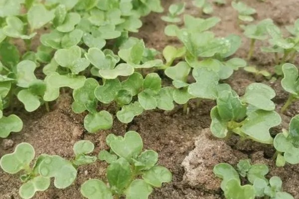 白菜出苗后的管理方法,长出5-6片叶时要去掉弱苗