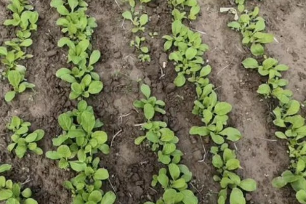 白菜出苗后的管理方法,长出5-6片叶时要去掉弱苗
