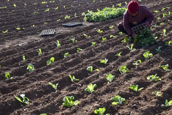 白菜出苗后的管理方法,长出5-6片叶时要去掉弱苗