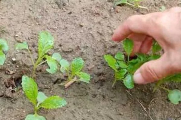 白菜出苗后的管理方法,长出5-6片叶时要去掉弱苗