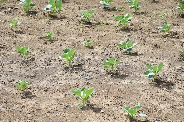 白菜出苗后的管理方法,长出5-6片叶时要去掉弱苗