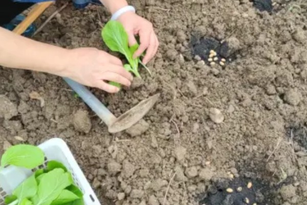 白菜出苗后的管理方法,长出5-6片叶时要去掉弱苗