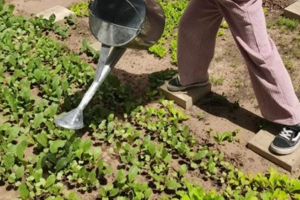 白菜出苗后的管理方法,长出5-6片叶时要去掉弱苗