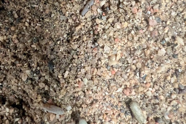 蝈蝈卵用什么土可以孵化,可以用透气性好的沙土