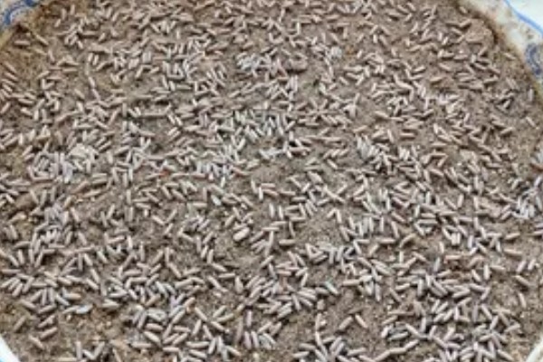 蝈蝈卵用什么土可以孵化,可以用透气性好的沙土