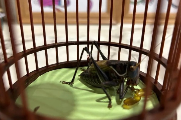 蝈蝈卵用什么土可以孵化,可以用透气性好的沙土