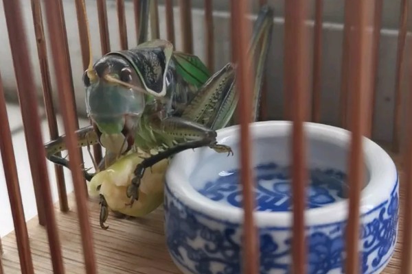 蝈蝈卵用什么土可以孵化,可以用透气性好的沙土