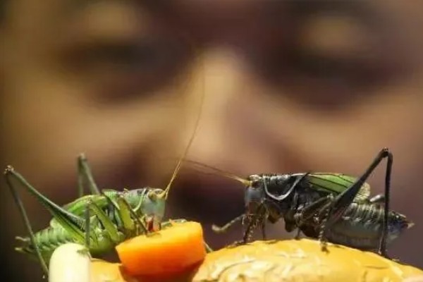 蝈蝈卵用什么土可以孵化,可以用透气性好的沙土