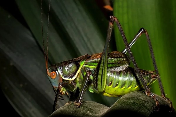 蝈蝈卵用什么土可以孵化,可以用透气性好的沙土