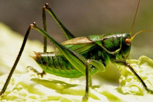 蝈蝈卵用什么土可以孵化,可以用透气性好的沙土