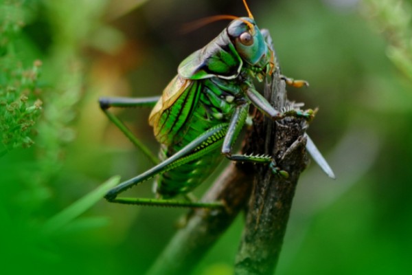 蝈蝈卵用什么土可以孵化,可以用透气性好的沙土