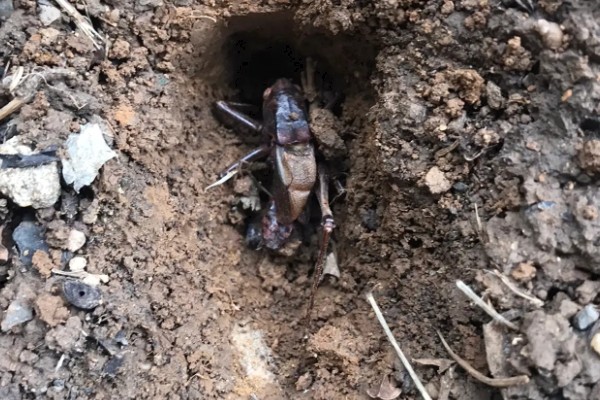 蝈蝈卵用什么土可以孵化,可以用透气性好的沙土