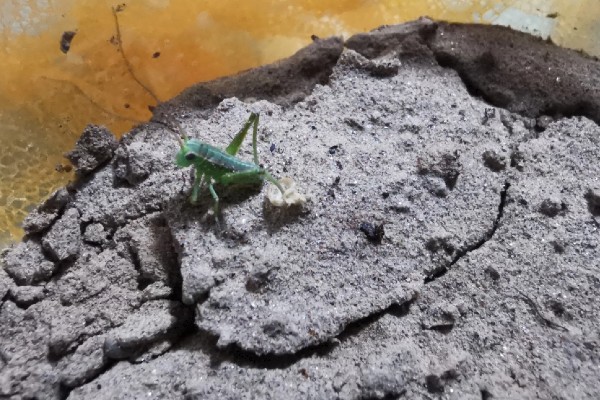 蝈蝈卵用什么土可以孵化,可以用透气性好的沙土