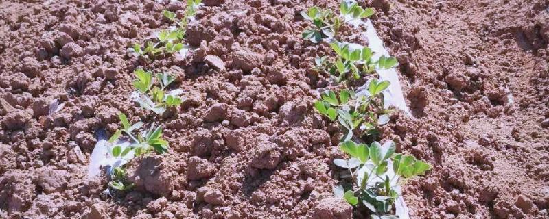 花生种植烂种缺苗的原因，可能是种子质量问题所致