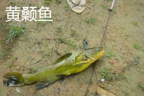 6号伊豆钩搭配几号子线，与1.0号子线、1.2号或1.5号主线一起使用较合适