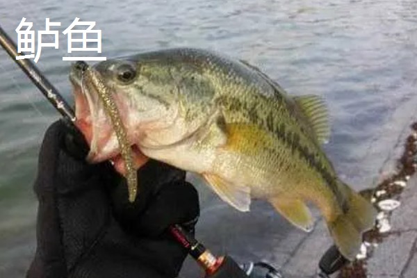 6号伊豆钩搭配几号子线，与1.0号子线、1.2号或1.5号主线一起使用较合适