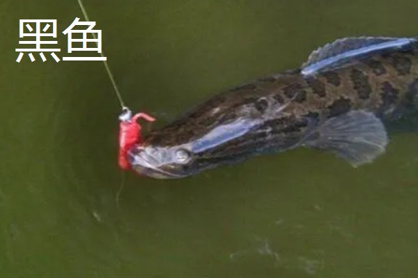 6号伊豆钩搭配几号子线，与1.0号子线、1.2号或1.5号主线一起使用较合适