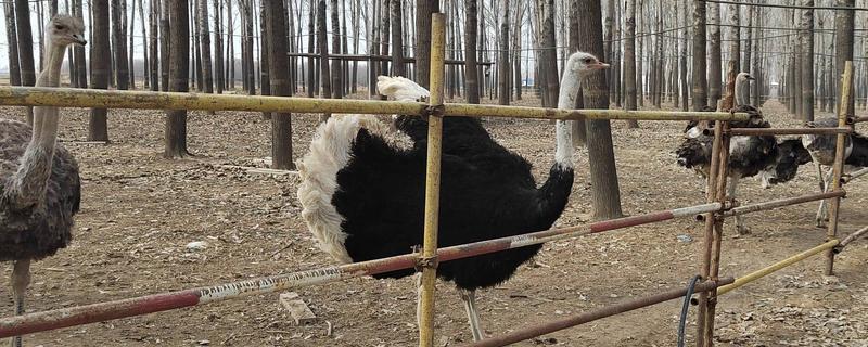 雏鸵鸟的食物，植物的茎叶、果实都是适宜选择