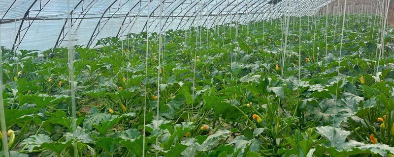 夏季蔬菜的管理技巧,需要及时防高温、强光等