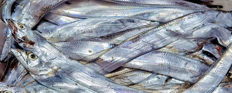 带鱼的食性介绍，冬季以带鱼、七星底灯鱼为食