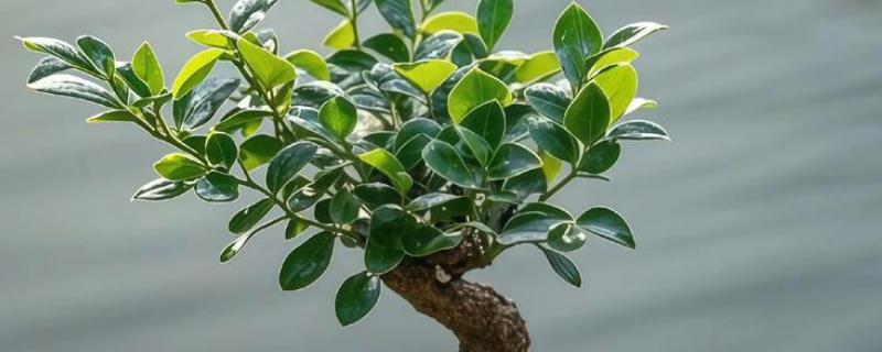 小叶紫檀怎么养殖，适宜生长在光照充足的环境中