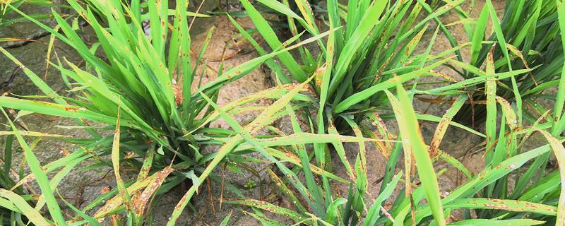 防治稻瘟病的特效农药，推荐新克瘟散、三环唑等