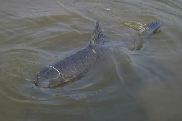 青鱼喜欢吃螺蛳吗,青鱼喜欢吃螺蛳