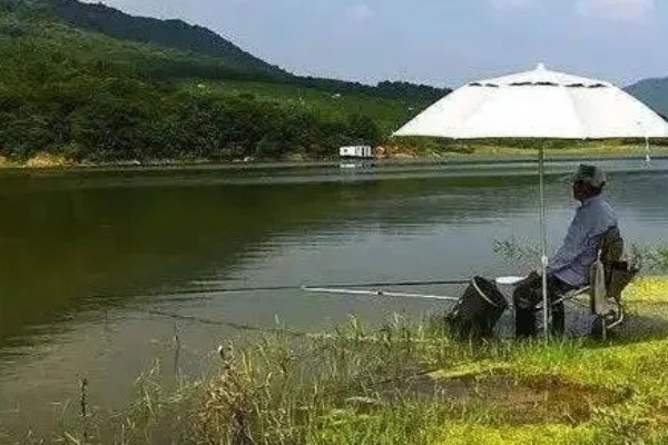 青鱼喜欢吃螺蛳吗,青鱼喜欢吃螺蛳