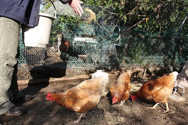 养鸡饲喂什么饲料,蛋白质饲料、维生素饲料等种类均可选择