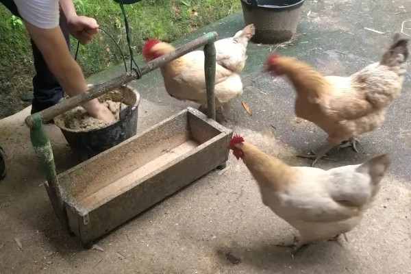 养鸡饲喂什么饲料,蛋白质饲料、维生素饲料等种类均可选择