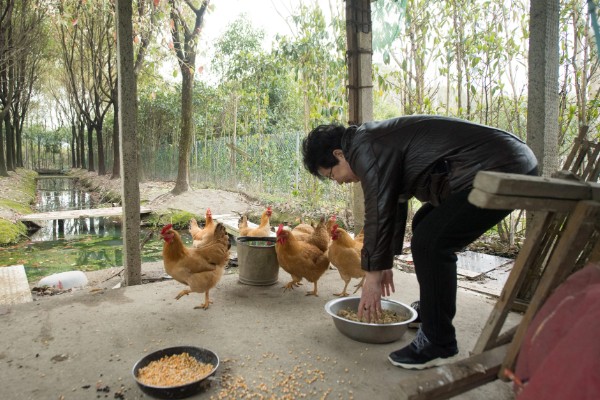 养鸡饲喂什么饲料,蛋白质饲料、维生素饲料等种类均可选择