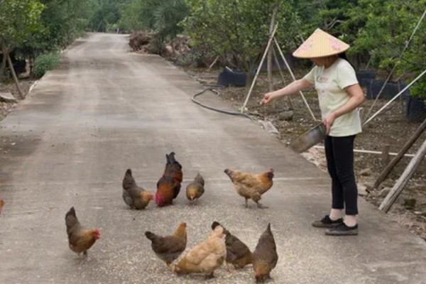 养鸡饲喂什么饲料,蛋白质饲料、维生素饲料等种类均可选择