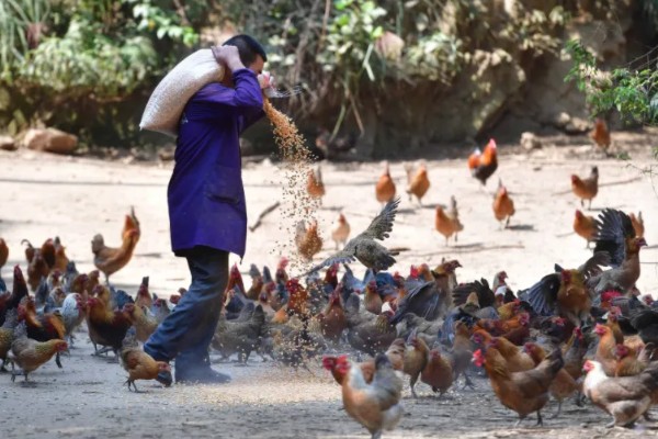 养鸡饲喂什么饲料,蛋白质饲料、维生素饲料等种类均可选择