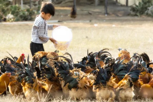 养鸡饲喂什么饲料,蛋白质饲料、维生素饲料等种类均可选择
