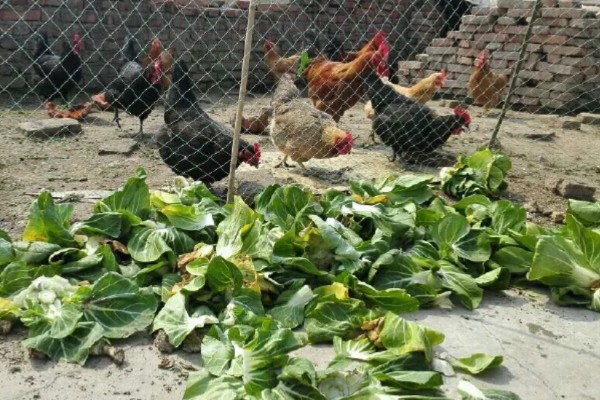 养鸡饲喂什么饲料,蛋白质饲料、维生素饲料等种类均可选择