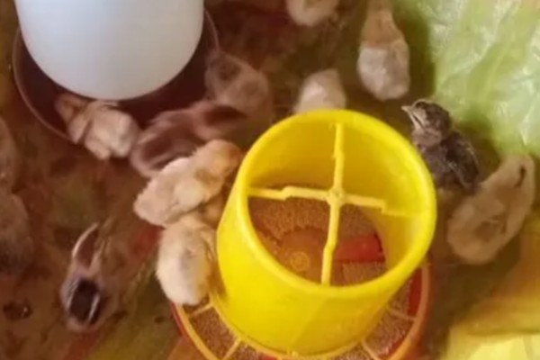 养鸡饲喂什么饲料,蛋白质饲料、维生素饲料等种类均可选择