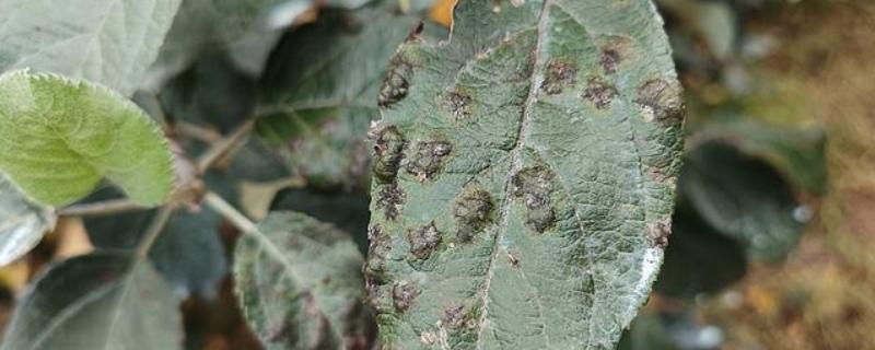 沙田柚黑星病怎么防治，增强树势提高抗病力是有效措施