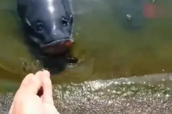 青鱼喜欢吃螺蛳吗,青鱼喜欢吃螺蛳