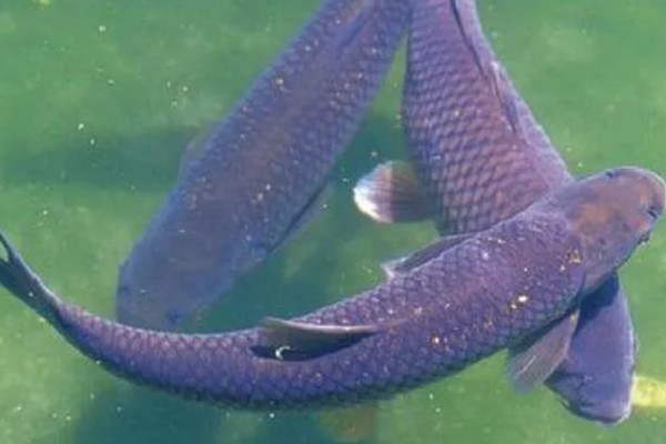 青鱼喜欢吃螺蛳吗,青鱼喜欢吃螺蛳