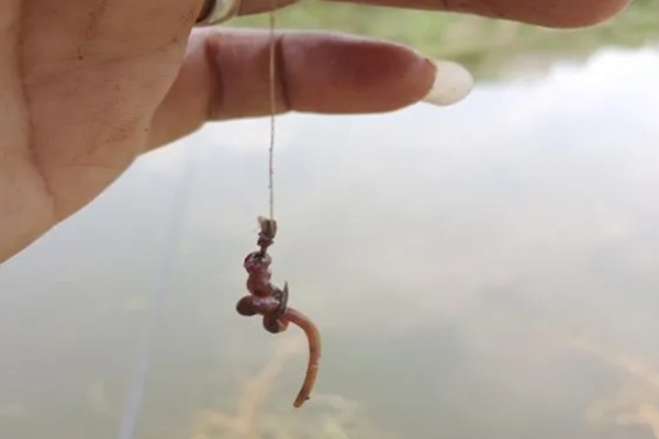 青鱼喜欢吃螺蛳吗,青鱼喜欢吃螺蛳