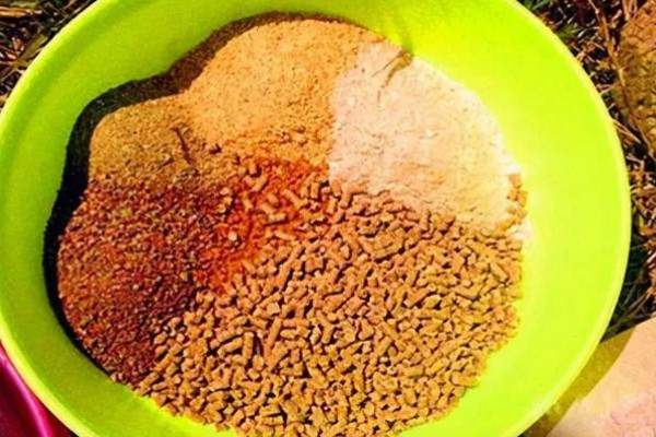 青鱼喜欢吃螺蛳吗,青鱼喜欢吃螺蛳