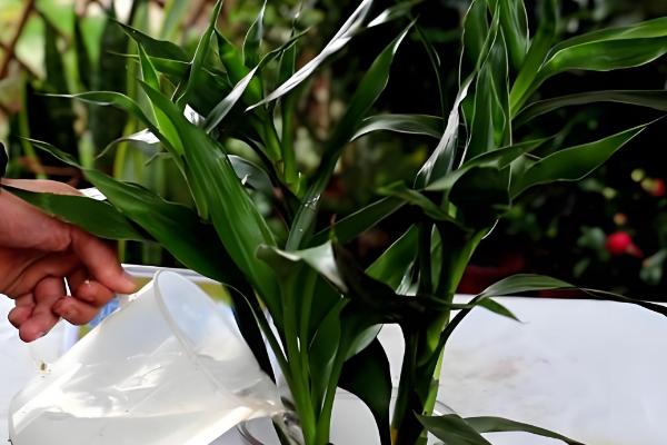 富贵竹杆发黄如何处理,缺少水分可每隔1-2天浇一次水