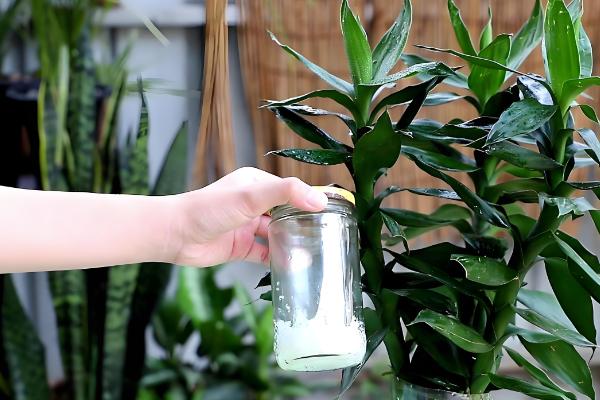 富贵竹杆发黄如何处理,缺少水分可每隔1-2天浇一次水