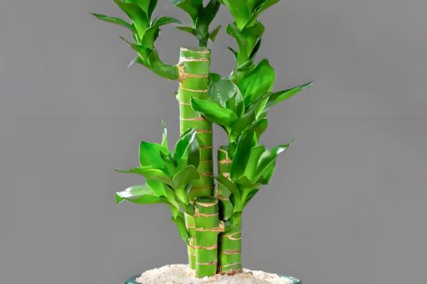 富贵竹杆发黄如何处理,缺少水分可每隔1-2天浇一次水