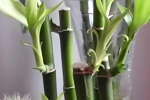 富贵竹杆发黄如何处理,缺少水分可每隔1-2天浇一次水