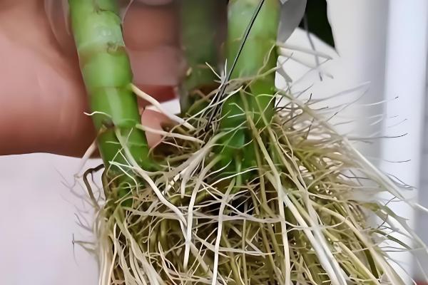 富贵竹杆发黄如何处理,缺少水分可每隔1-2天浇一次水