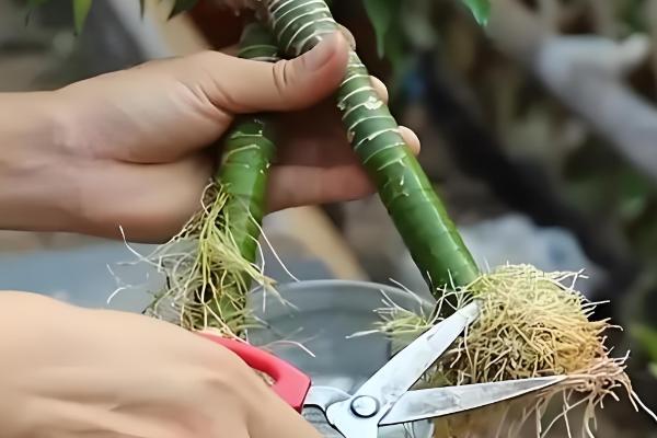 富贵竹杆发黄如何处理,缺少水分可每隔1-2天浇一次水