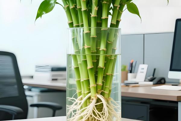 富贵竹杆发黄如何处理,缺少水分可每隔1-2天浇一次水