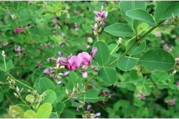 椴树蜜和百花蜜的区别，定义和蜜源均不同