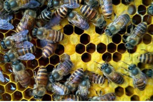 中蜂1脾繁殖3脾要多长时间，大致需要2个月